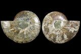Agatized Ammonite Fossil - Madagascar #111535-1